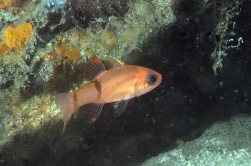 Mimic Cardinalfish