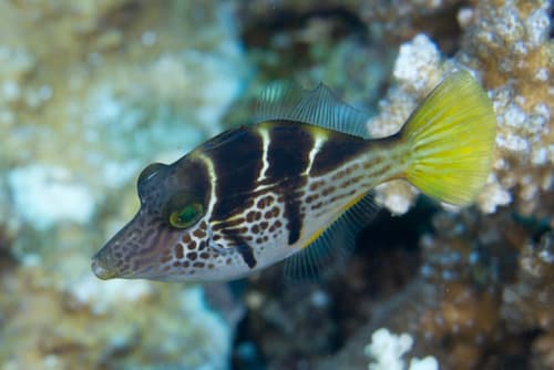 Mimic Filefish