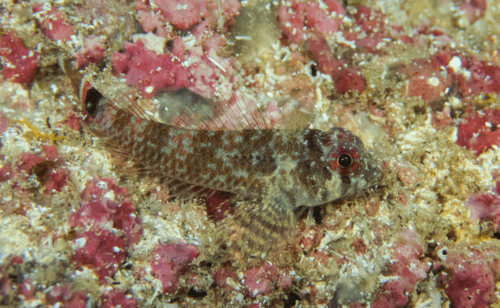 Mimic Triplefin