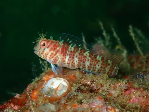 Cirrus Blenny