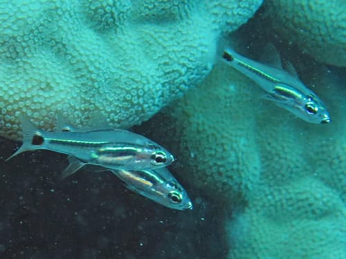 Mini Cardinalfish