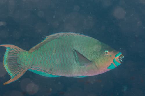 Mini-fin Parrotfish