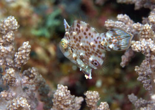 Minute Leatherjacket