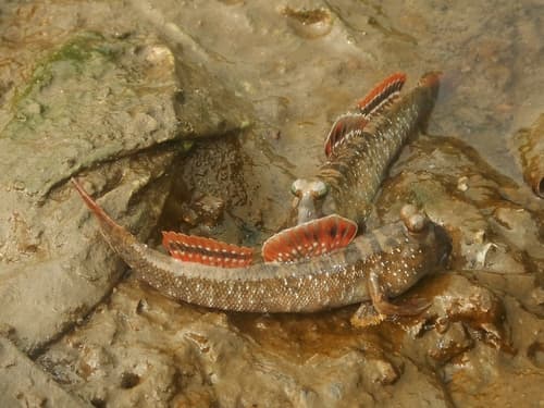 Minute Mudskipper