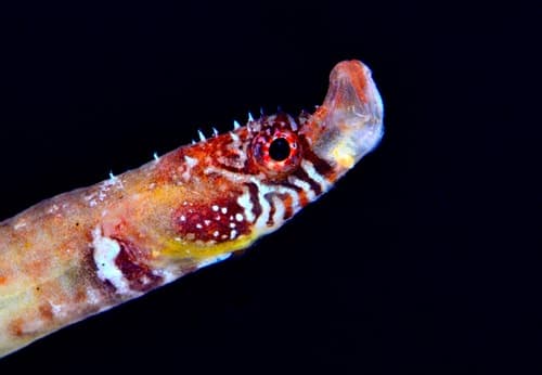 Spiny Pipefish