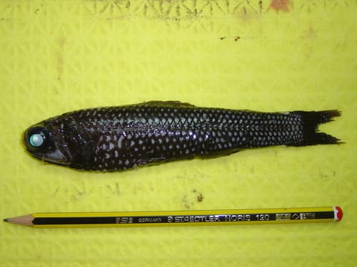 Mirror Lanternfish