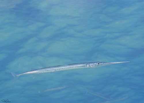 Mirror Needlefish