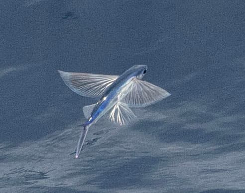 Mirrorwing Flyingfish