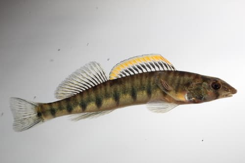 Mobile Logperch