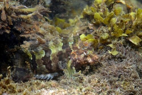 Mock Blenny