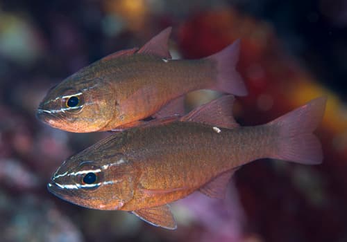 Moluccan Cardinalfish