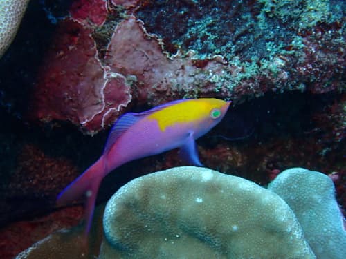 Monarch Anthias