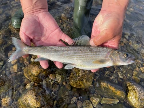Mongolian Grayling