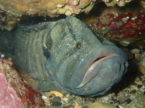 Monkey-faced Prickleback