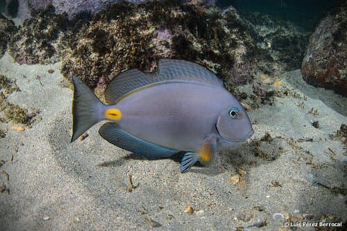 Monrovia Doctorfish