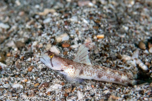 Monster Shrimpgoby