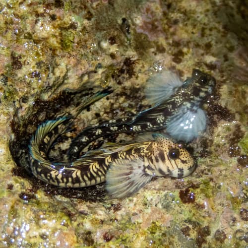 Montano's Rockskipper