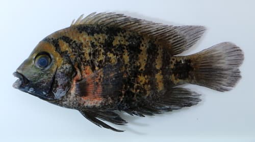 Montecristo Cichlid