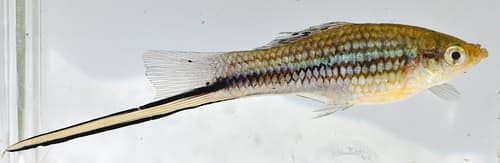 Montezuma Swordtail