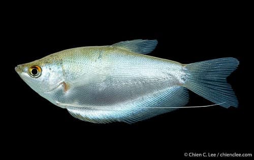 Moonlight Gourami