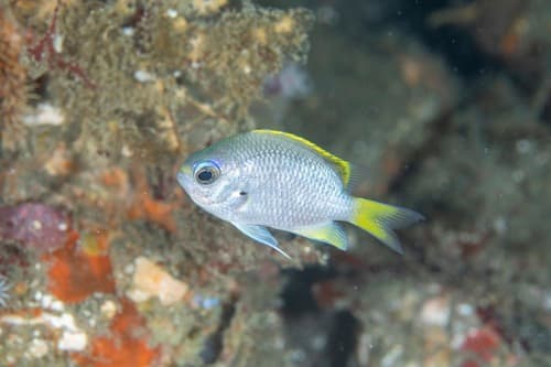 Moonstone Chromis