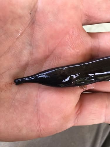 Mormyrops zanclirostris