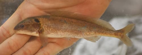 Mormyrus hasselquistii