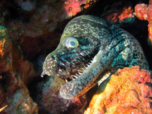 Mosaic Moray