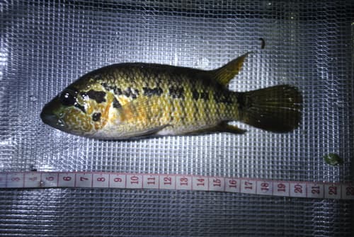Mota Pike Cichlid