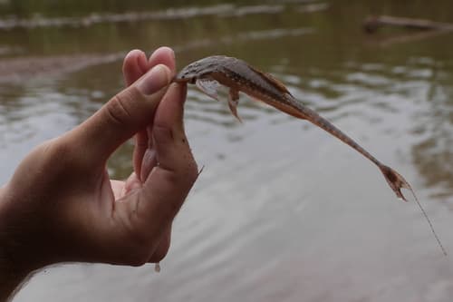 Moth Whiptail Catfish