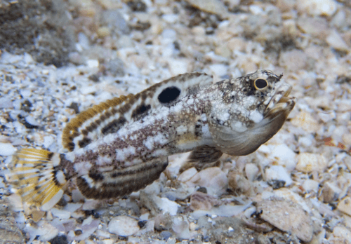 Mottled Jawfish