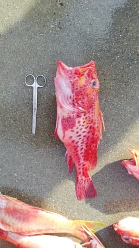 Mottled scorpionfish