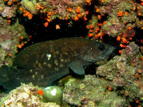 Mottled Soapfish