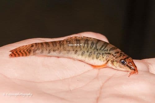 Mottled Zipper Loach