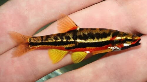 Mountain Redbelly Dace