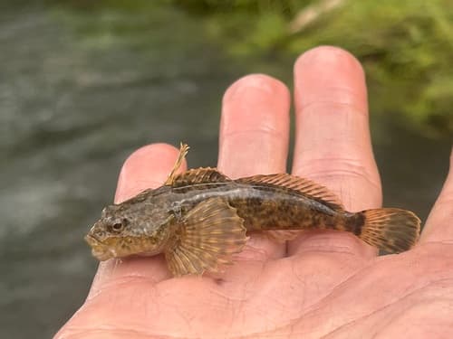 Mountain Sculpin