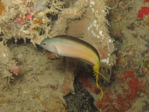 Mozambique Fangblenny