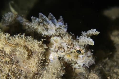Mozambique Scorpionfish