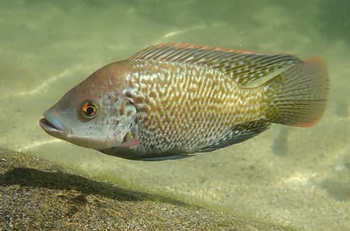 Mozambique Tilapia