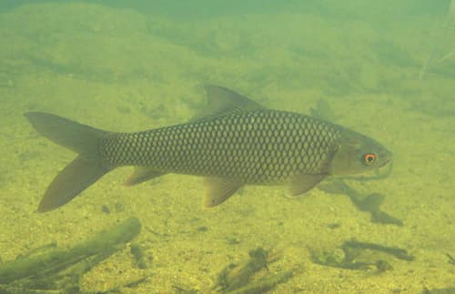 Mrigal Carp