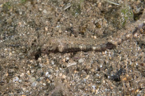 Mud Pipefish