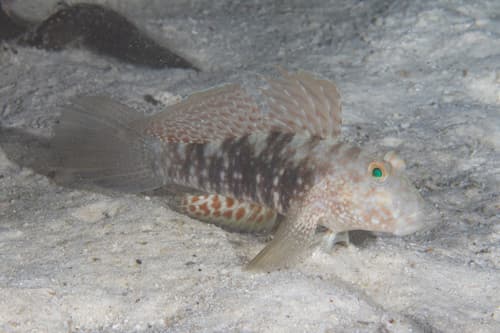 Mud-reef Goby
