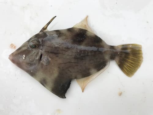 Mudbank Filefish