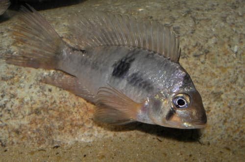 Muerte Creek Eartheater