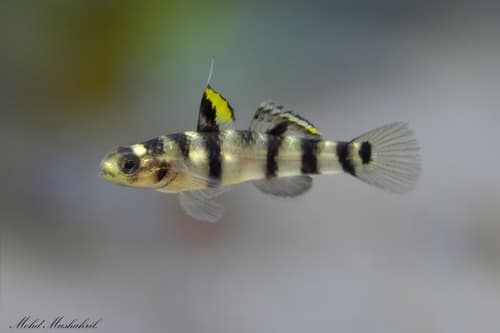 Tiger Goby