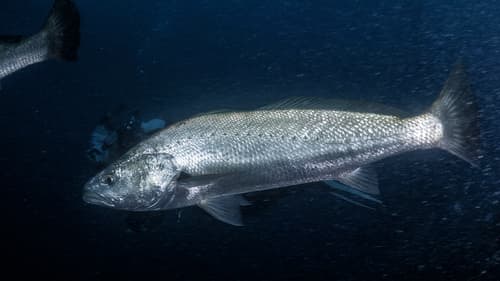 Mulloway