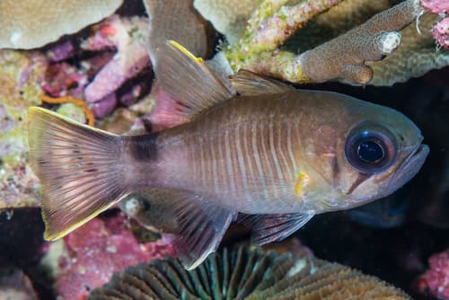 Multi-barred Cardinalfish