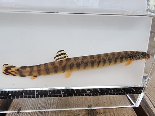 Multibanded Loach