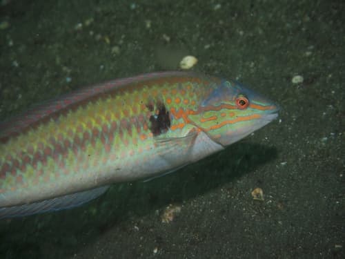 Multicolorfin Rainbowfish