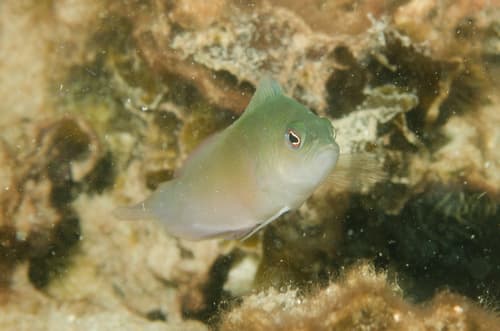 Multicolour Dottyback